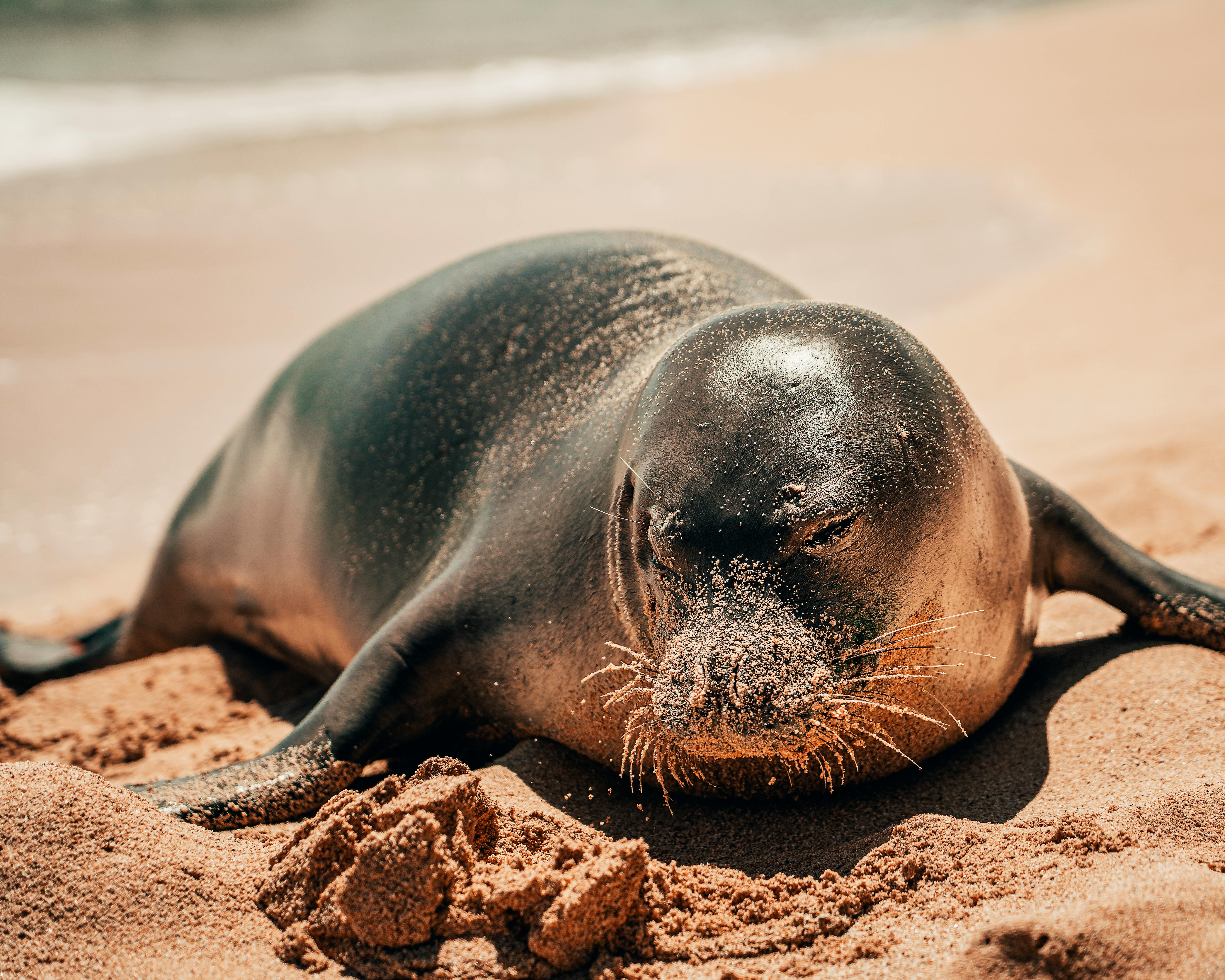 Wildlife You Might See on Oahu’s North Shore This Summer