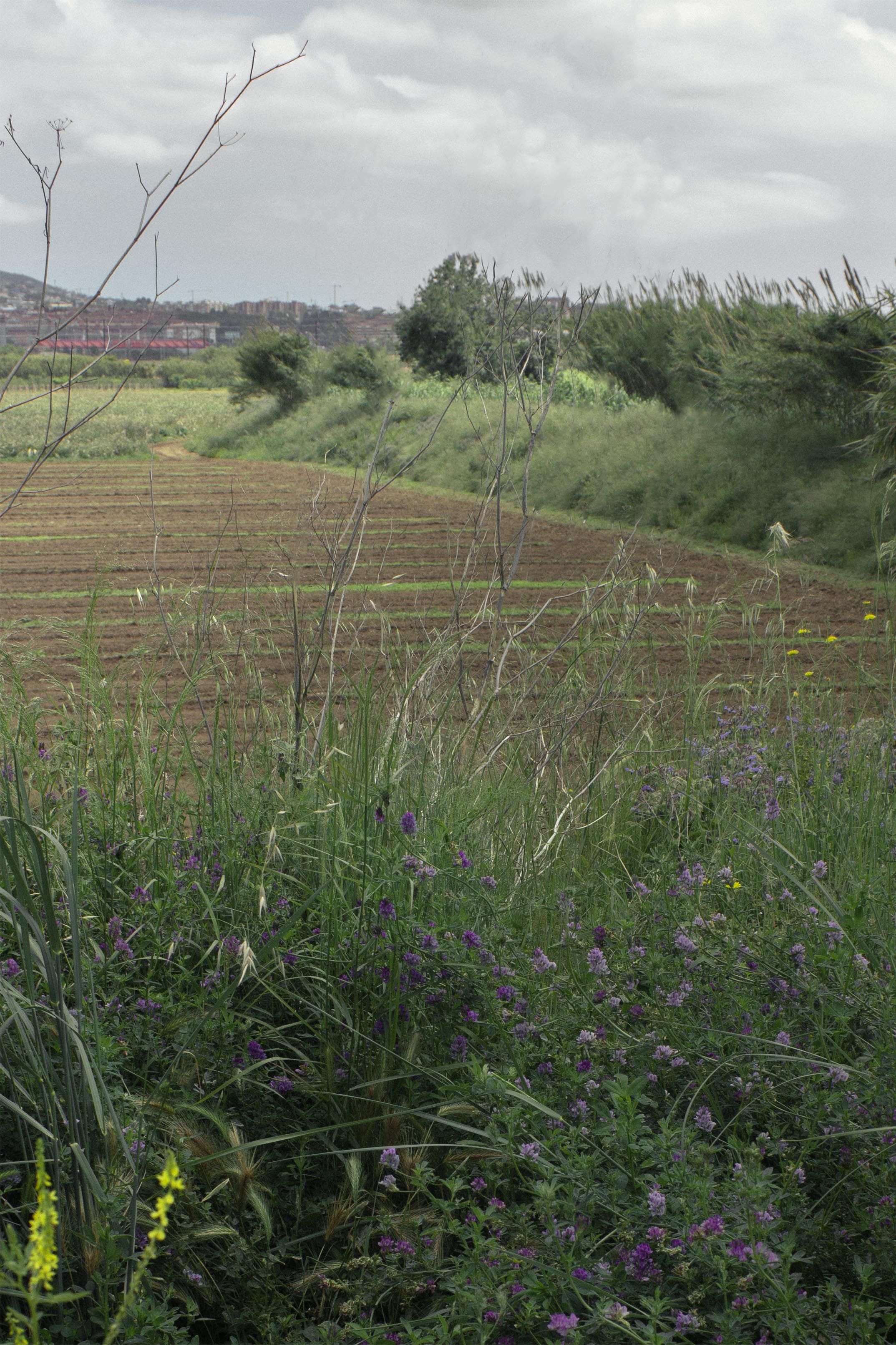 Reforma exterior de la masieta, con una piscina naturalizada y plantaciones arbustivas autóctonas