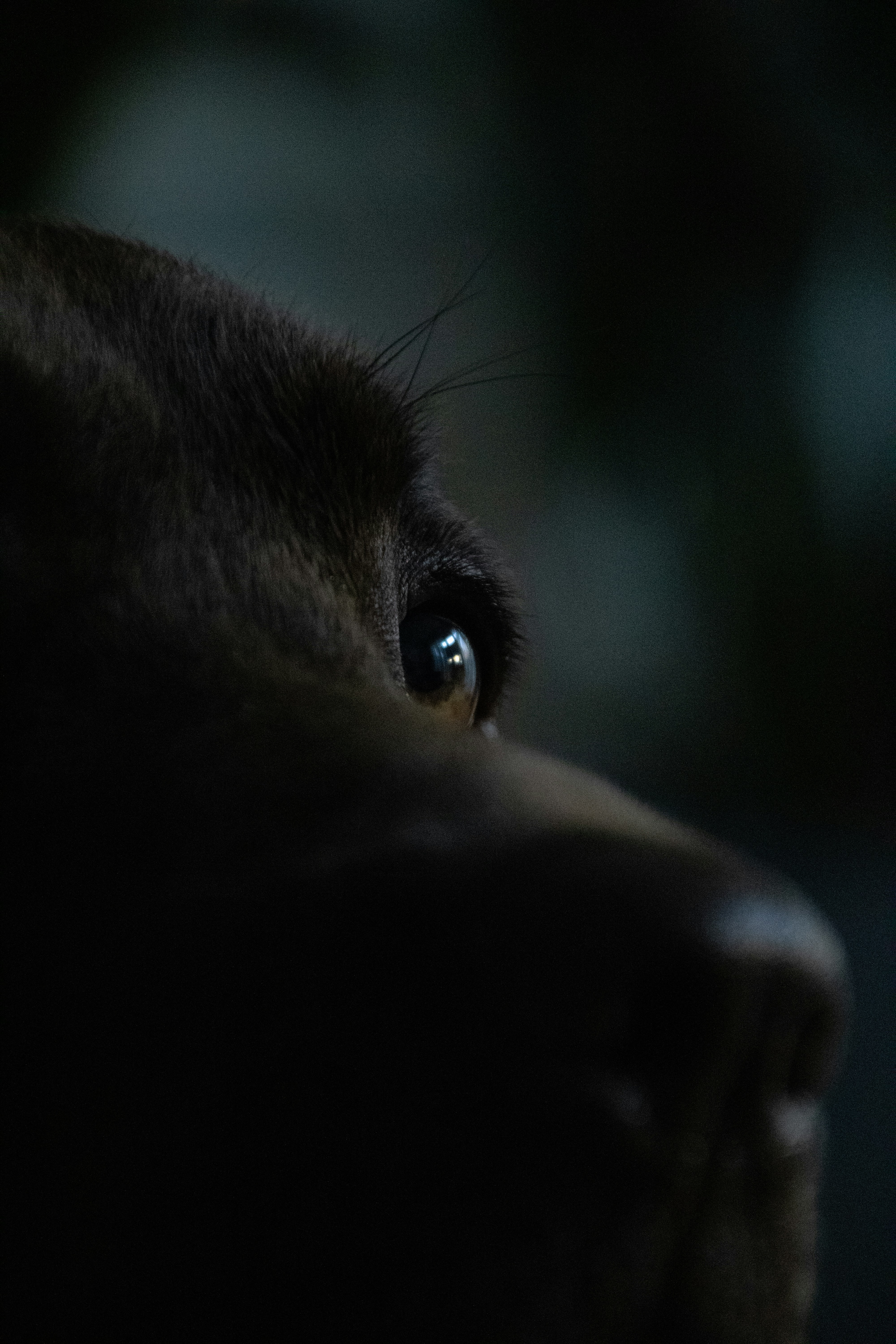 a close up of a dog's face with a blurry background