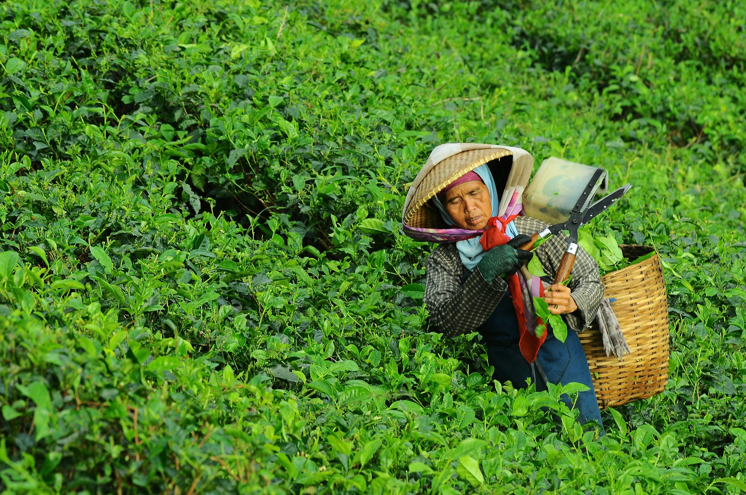 Worker harvesting leaves on a tea estate