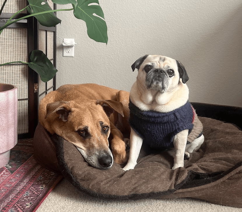 photo of an orange dog sitting next to a pug