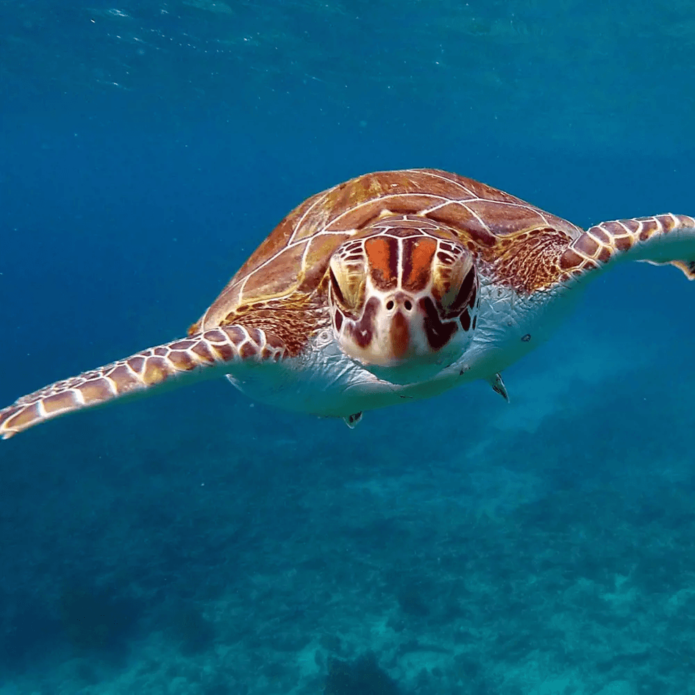 Sea Turtle in Bonaire Sea