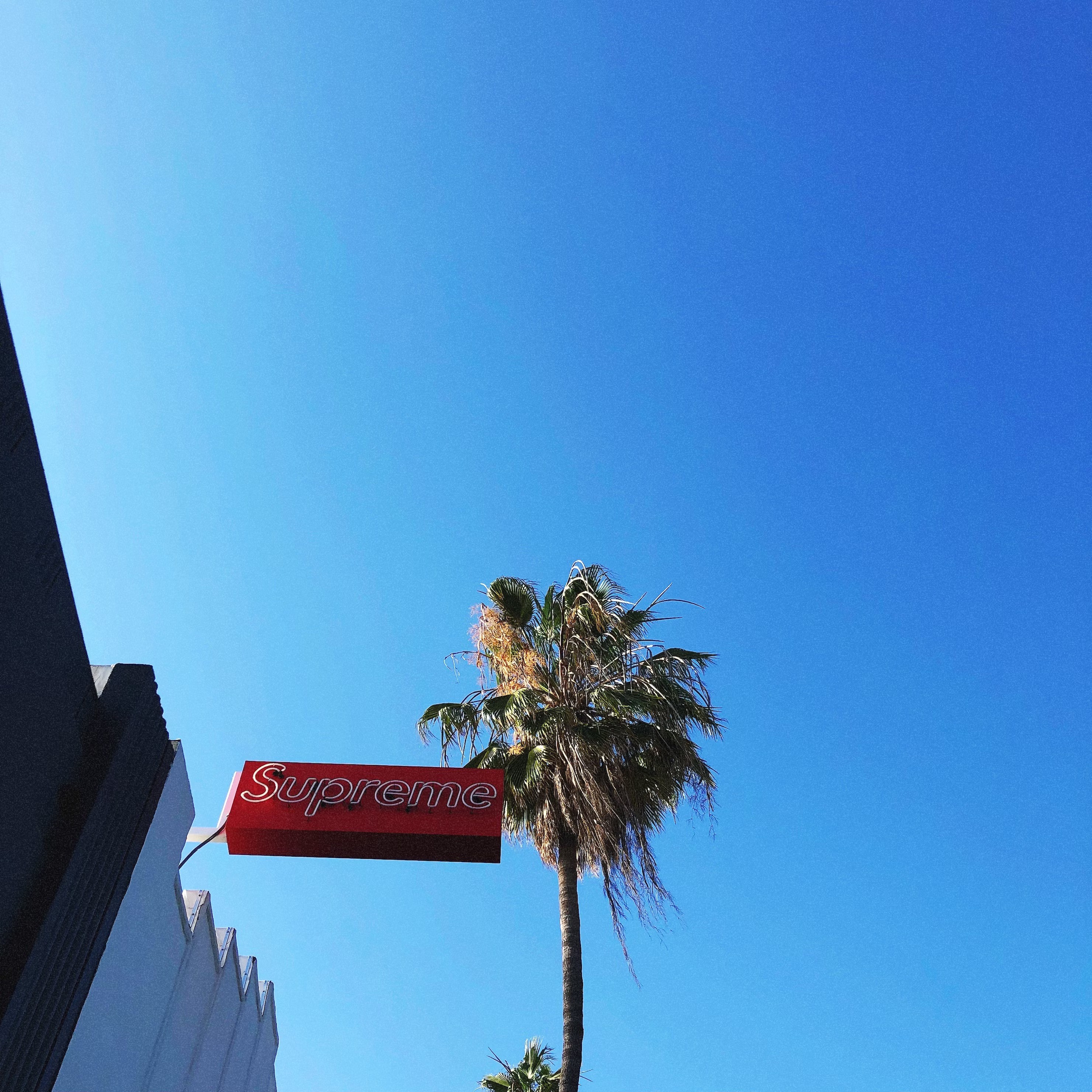 Store sign and palm tree