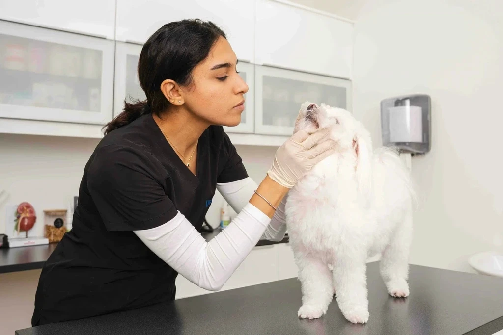 Dr. Aya Maher checking a small white dog’s vitals at a clean vet clinic.