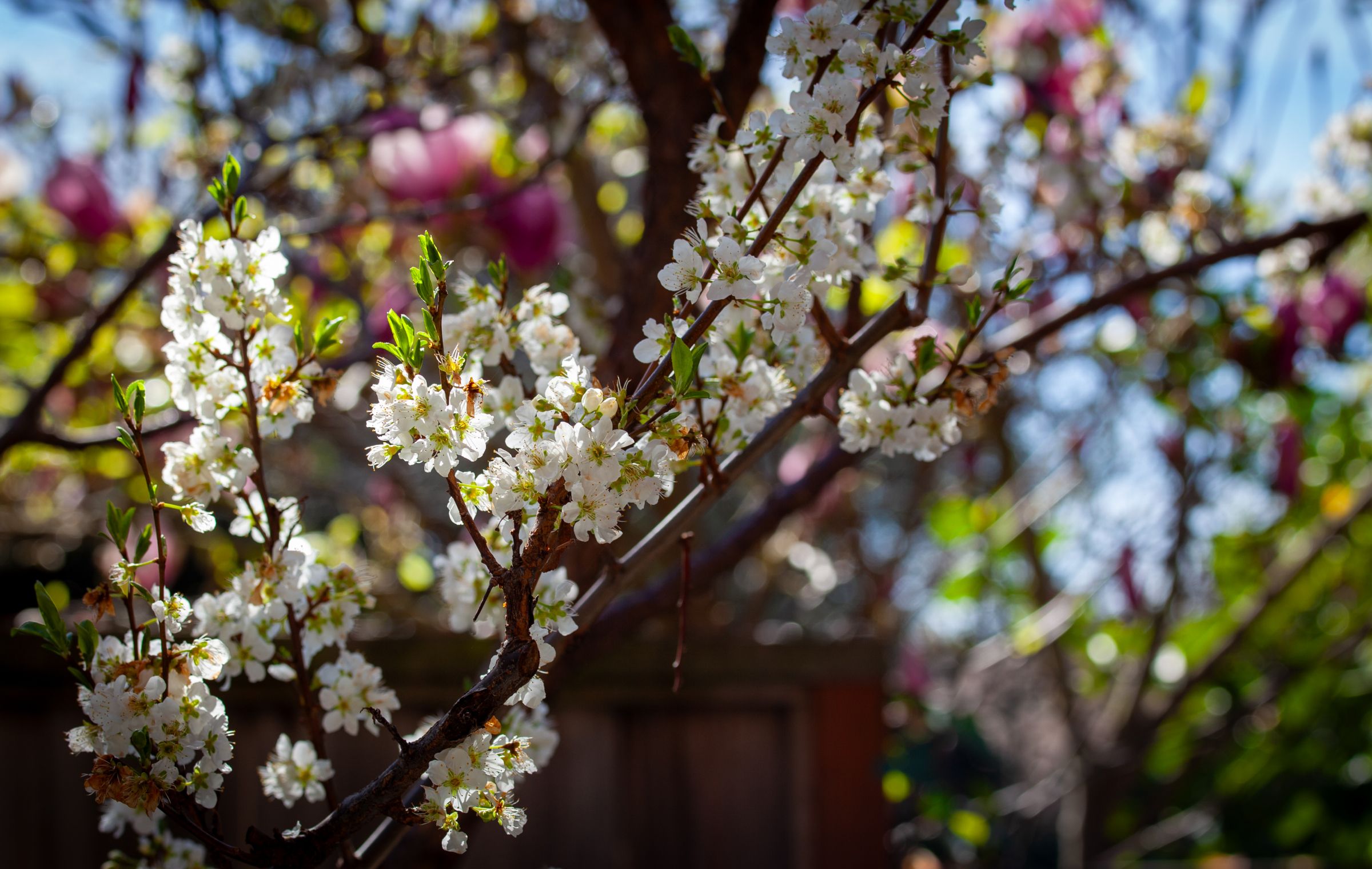 Toka “Bubblegum” Plum Blossom