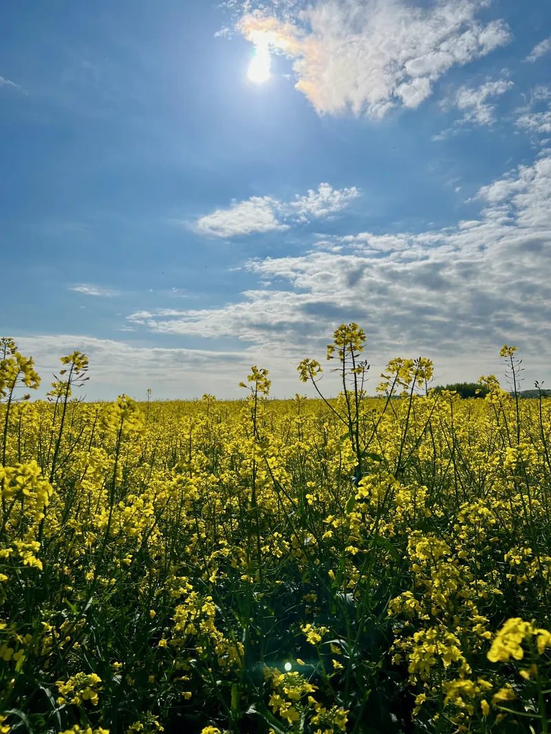 Virágzó repcetábla a Bazsó Méhészet méhei számára