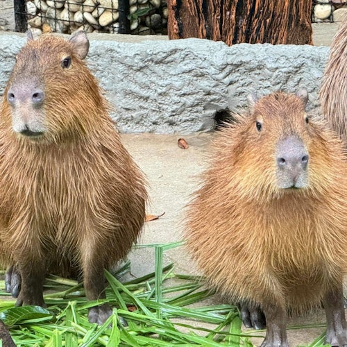 Khao Kheow Open Zoo Pattaya