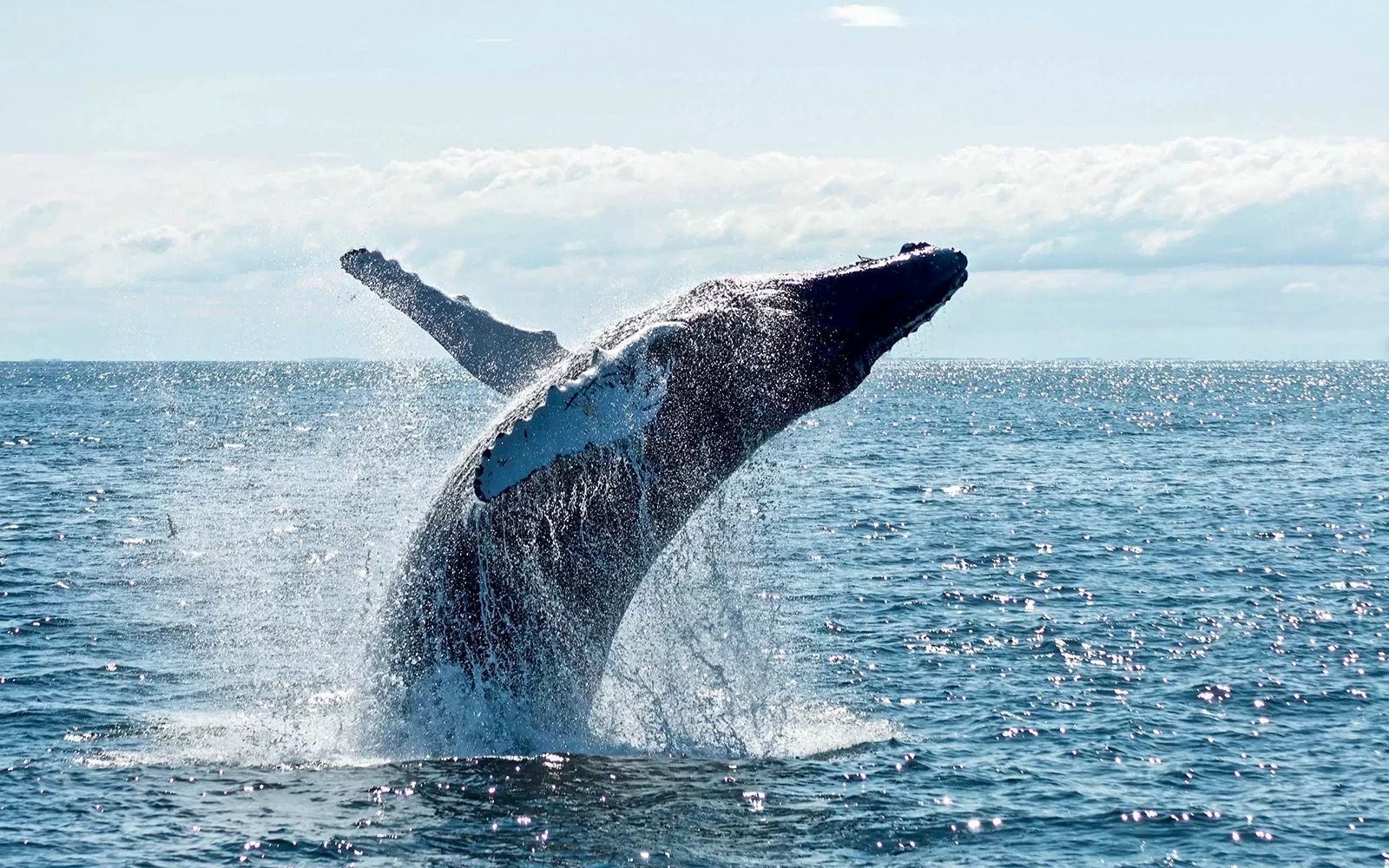 在黄金海岸信心号的2.5小时巡航中观看鲸鱼跃出水面。