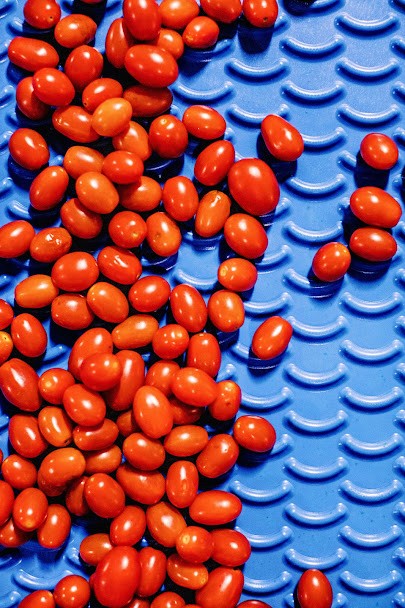 Fresh grape tomatoes with drops of water on a blue surface, highlighting freshness and quality