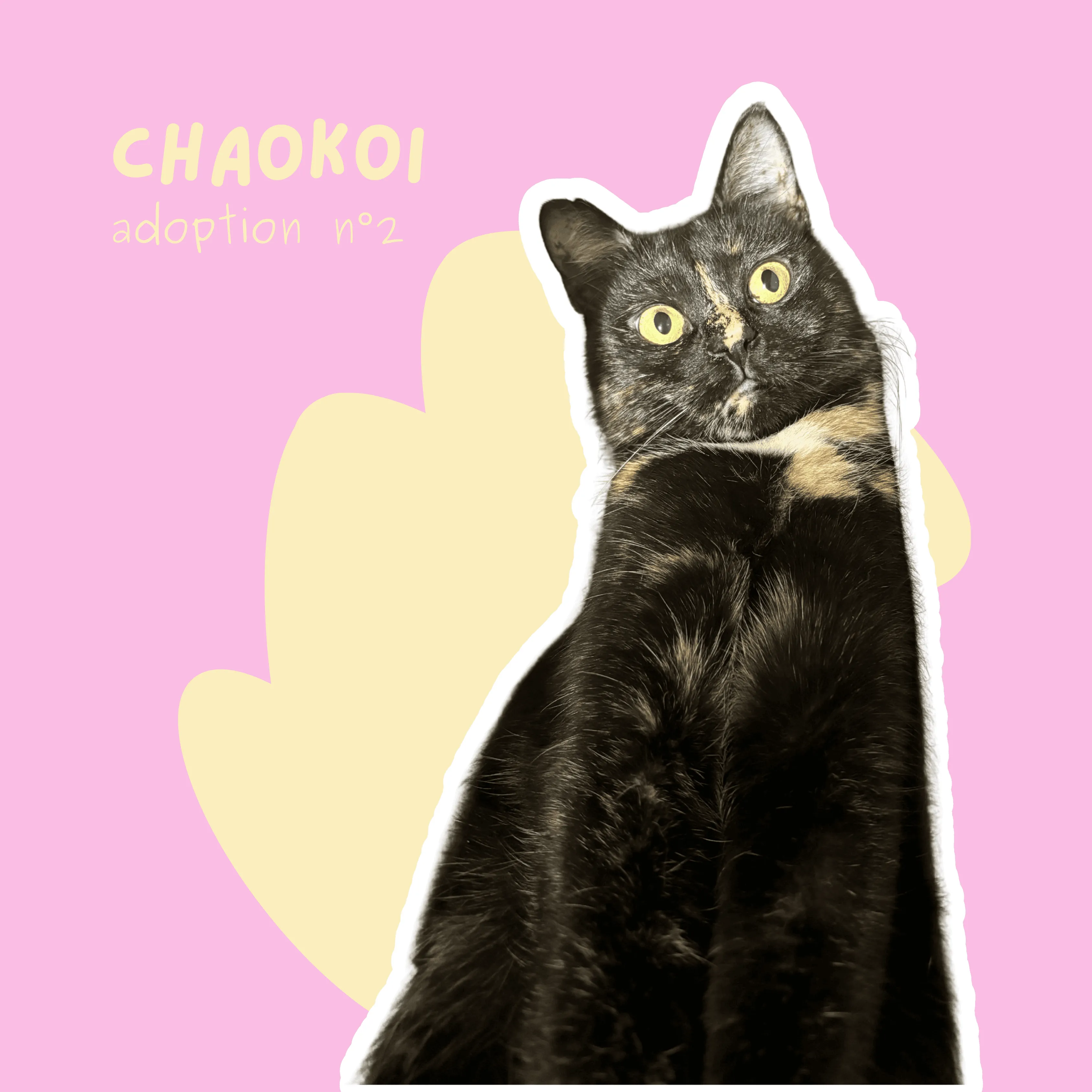 chat-chaokoi