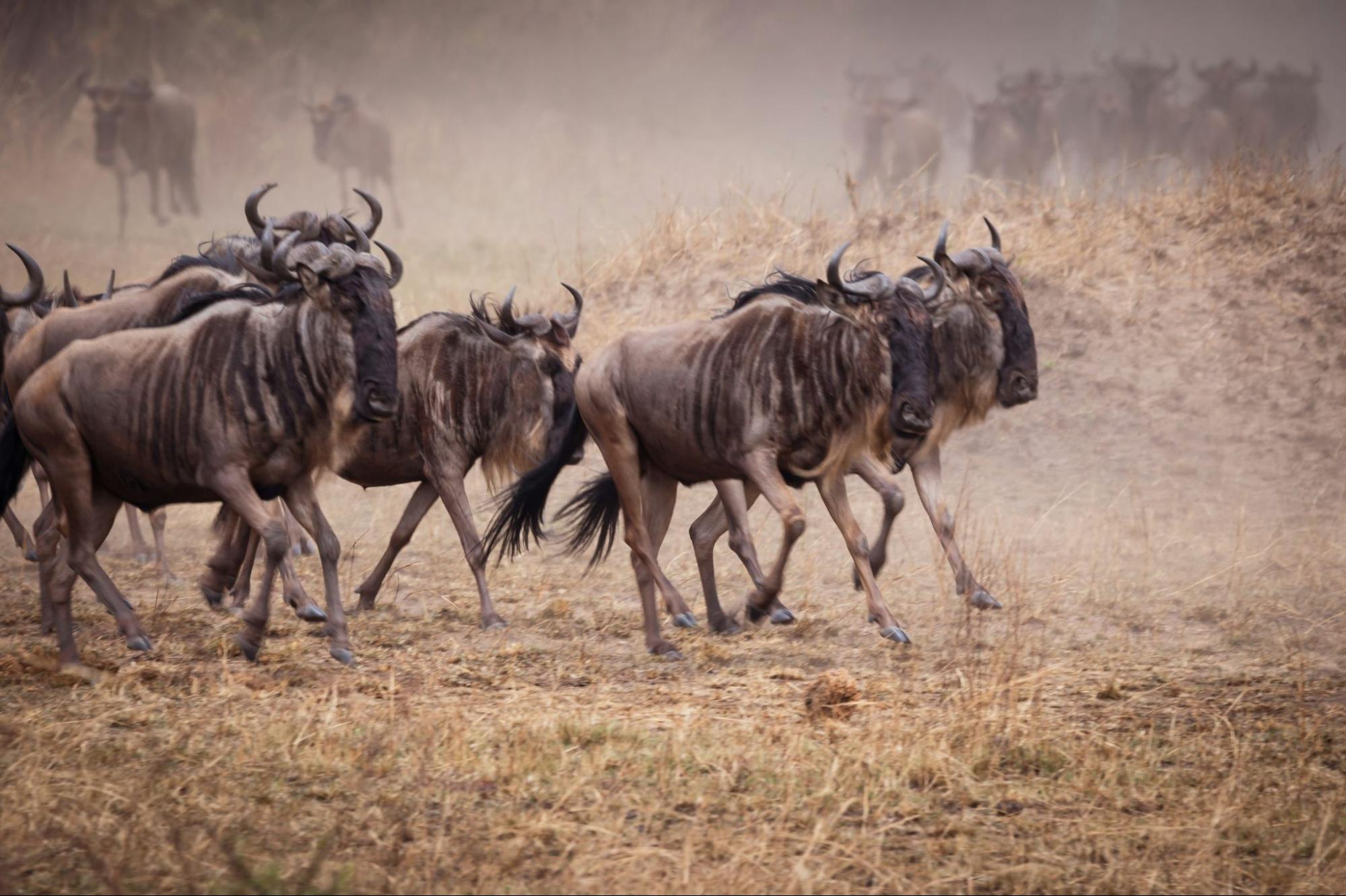 Wildebeest at Serengeti National Park during the Calving Season