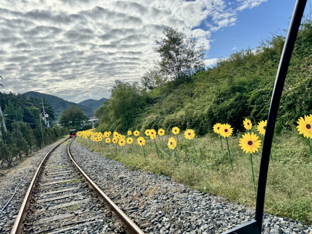 Happy sunflowers along the way