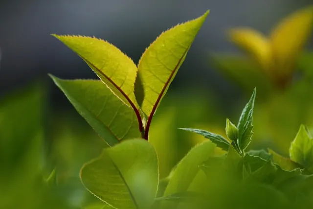 Green tea leaves
