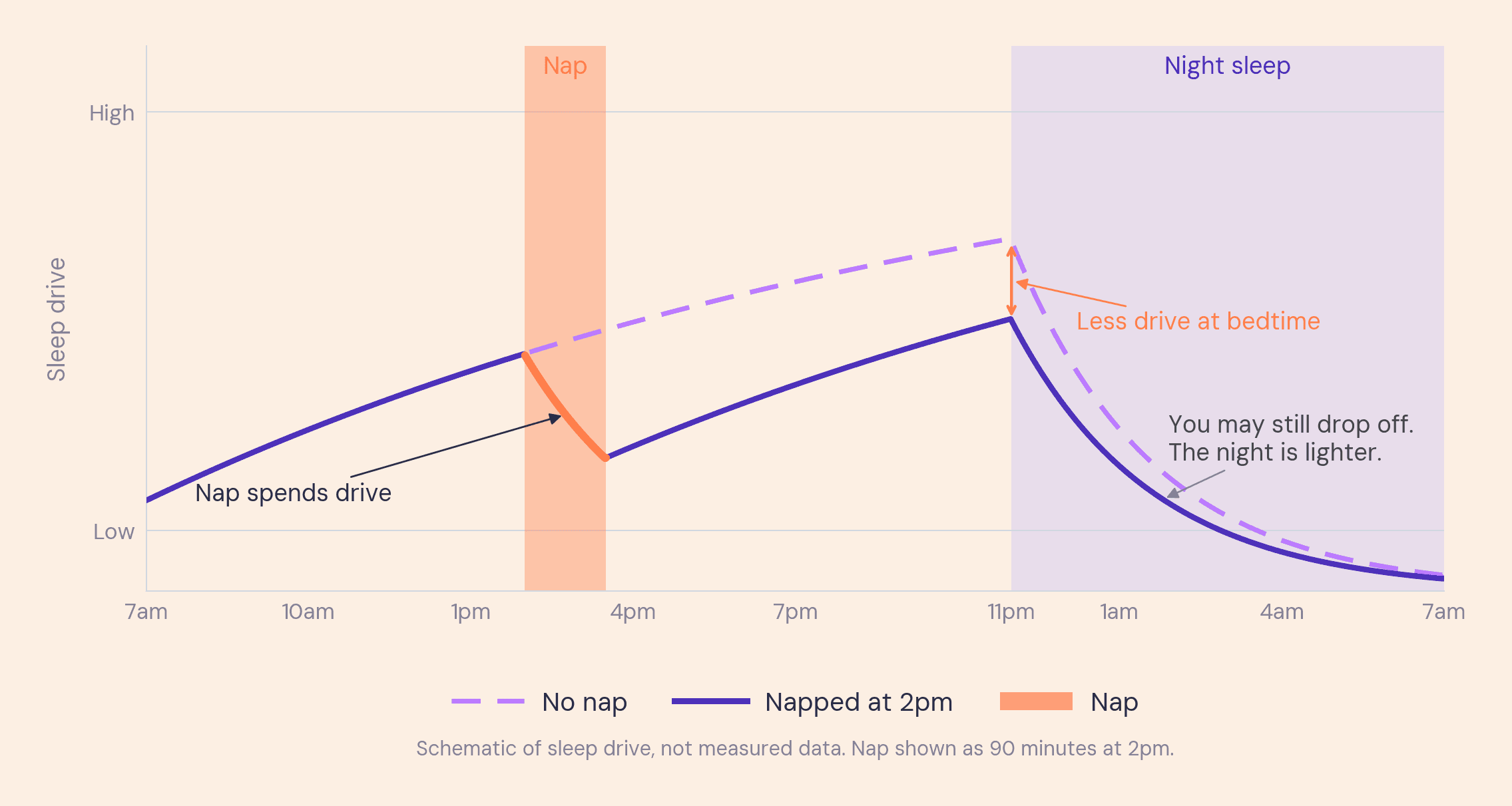 Line graph comparing sleep drive with and without a 2pm nap, showing the nap drops afternoon drive so bedtime pressure is lower.