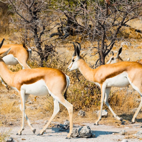 Springbok Aquila Game Reserve
