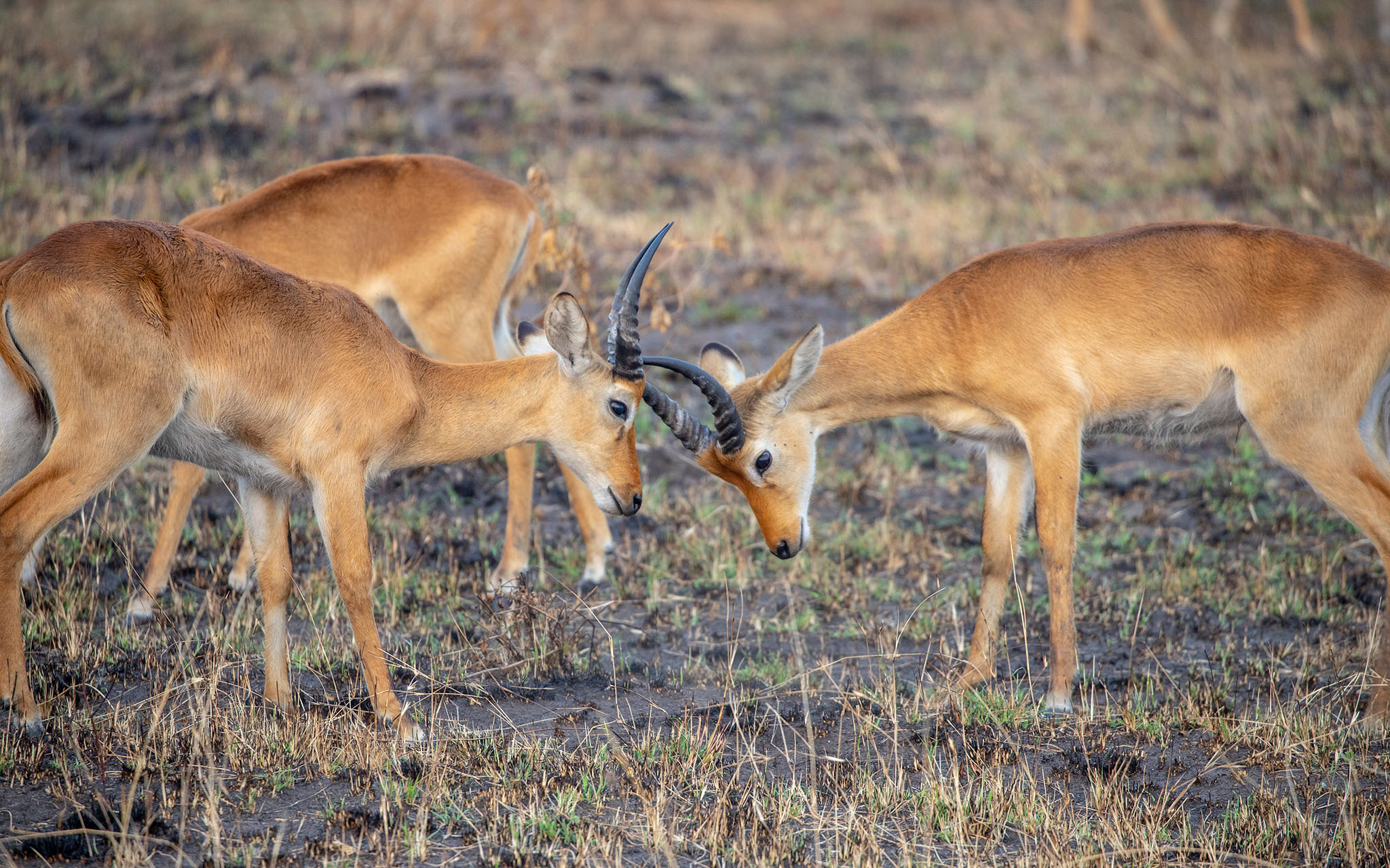 Battle at the Kob Lek — Only the Strongest Wins the Right to Mate