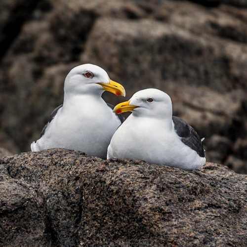 Две чайки с бели глави, жълти човки и черни крила са кацнали на голям камък на фона на скалист терен.