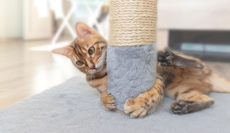 Bengal cat hugs a scratching post in a bright room