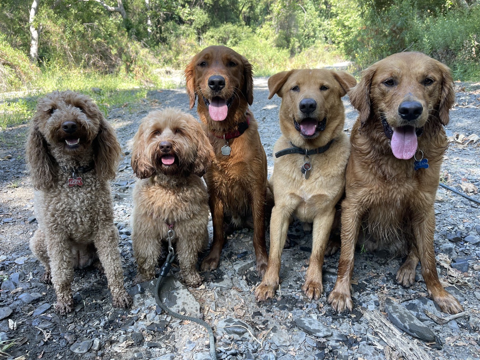 Five red-coated dogs seated together on a wooded trail