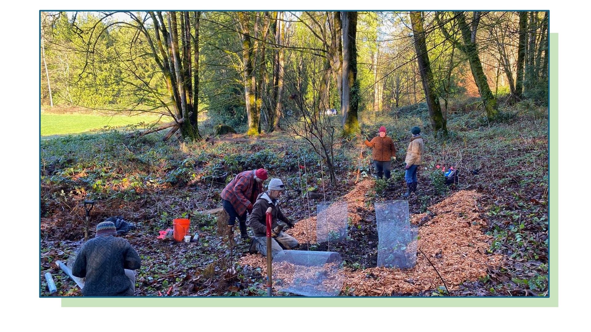 Community members planting and restoring forest areas at Rooted Northwest as part of land stewardship efforts