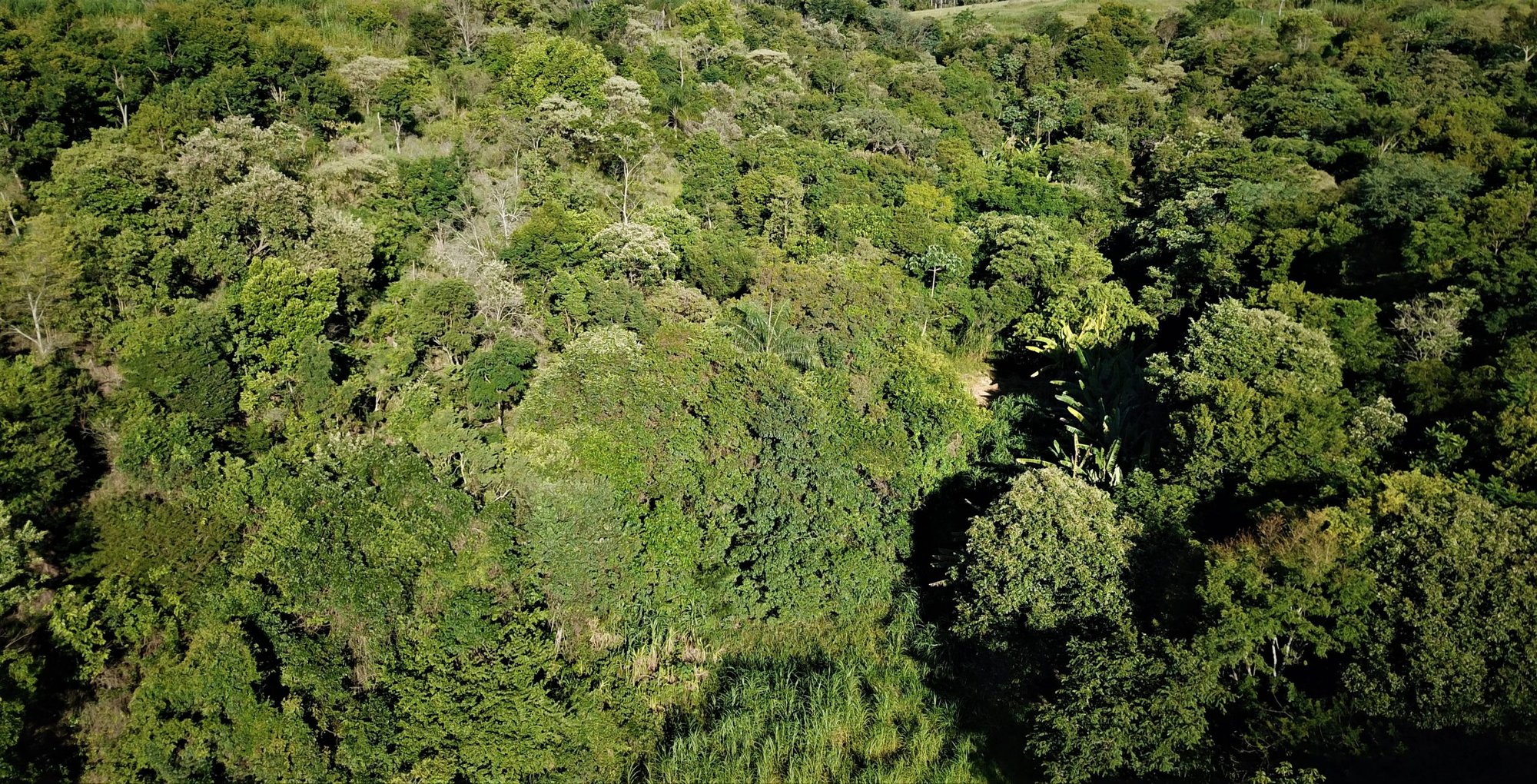 Vista aérea da mata densa reflorestada na RPPN Duas Cachoeiras, em Amparo