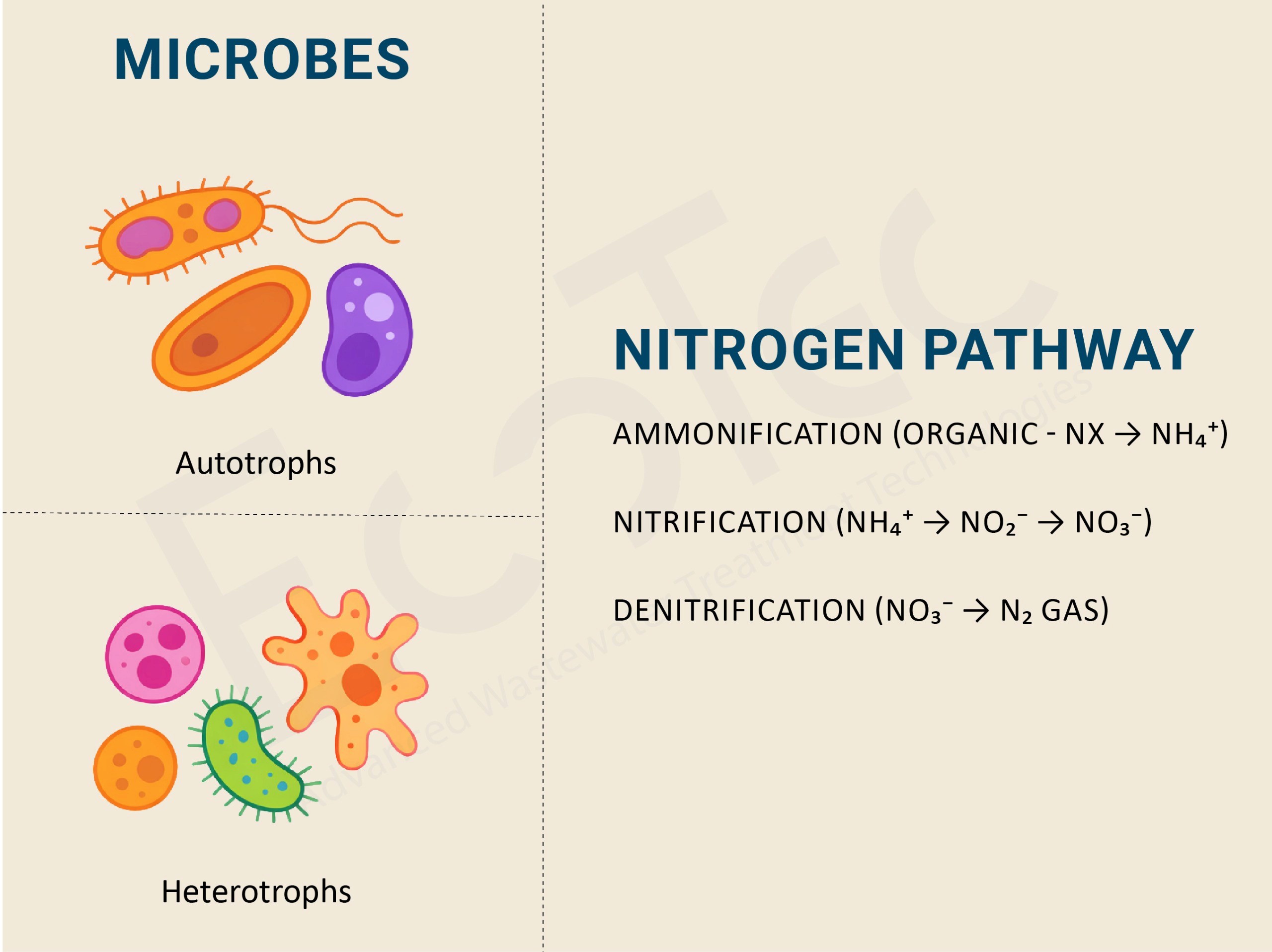Nitrogen removal process in sewage treatment plants using EcoSBR technology, showing ammonification, nitrification, and denitrification pathways for effective biological nitrogen removal.