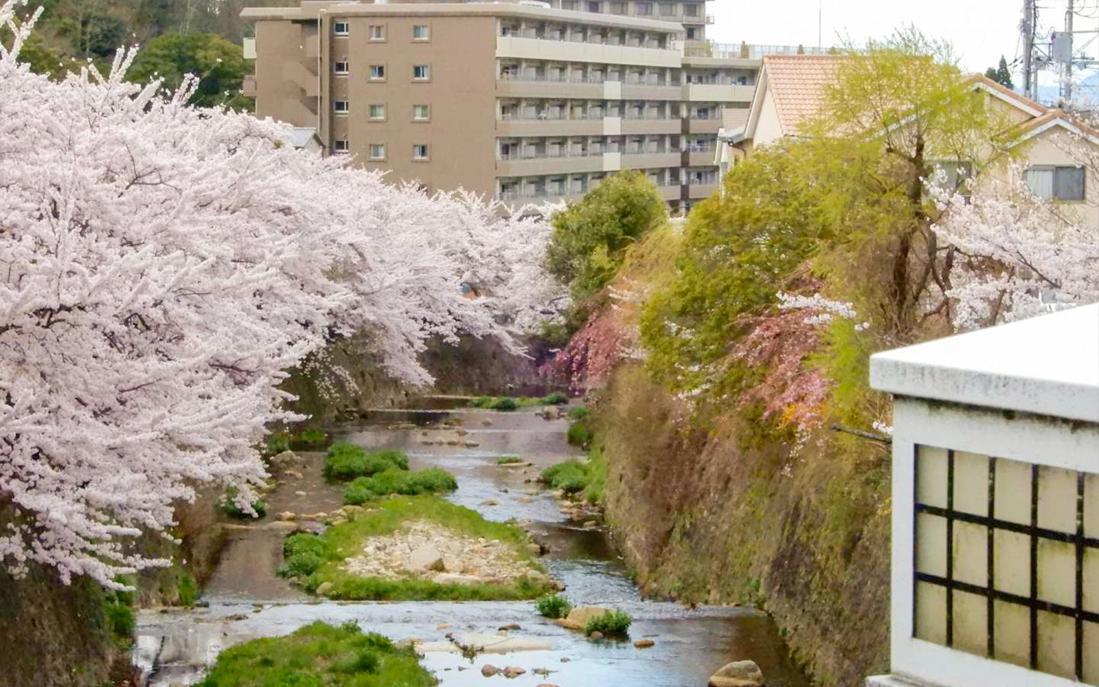 Cherry blossoms along a river in Arima Onsen, Kobe, with nearby buildings.