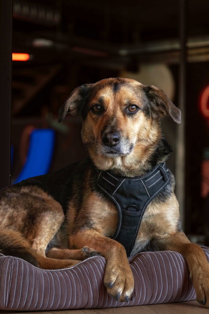 A photo of Moa Engsner