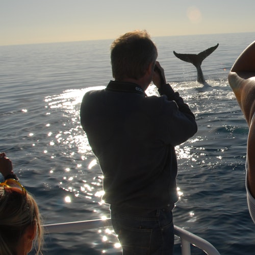 People on a boat photographing a whale tail splashing in the ocean. The sun glistens on the water under a clear sky.
