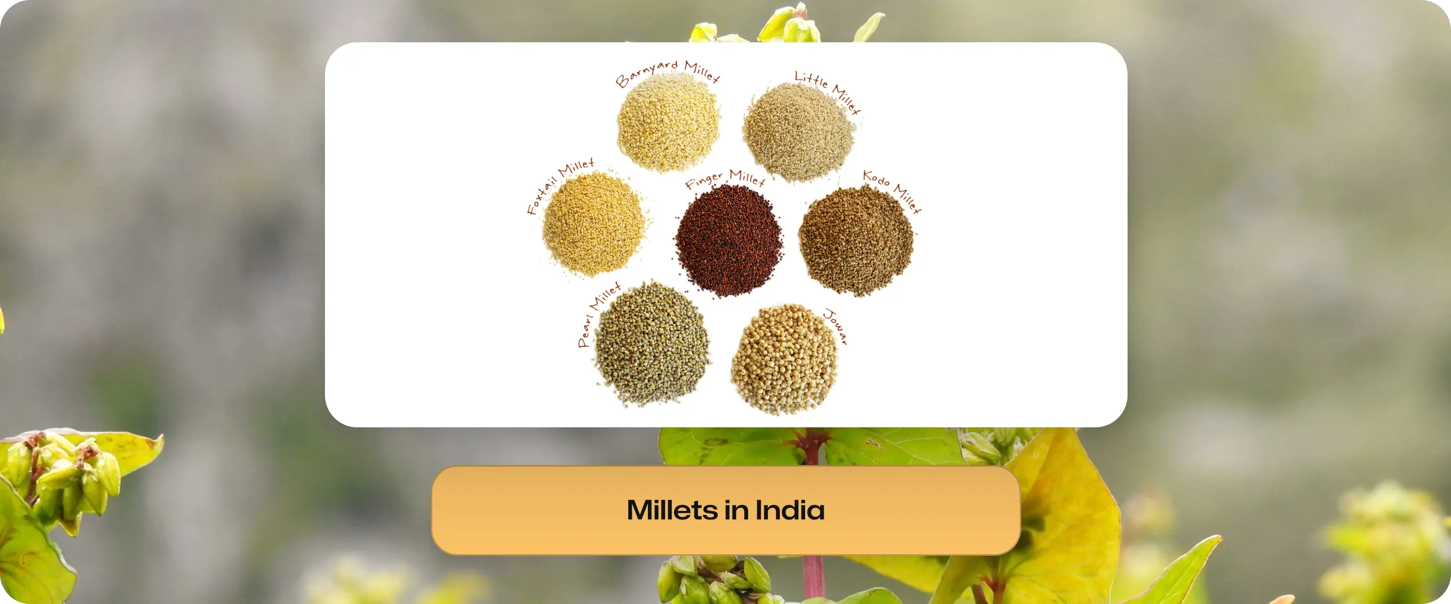 Millets in India