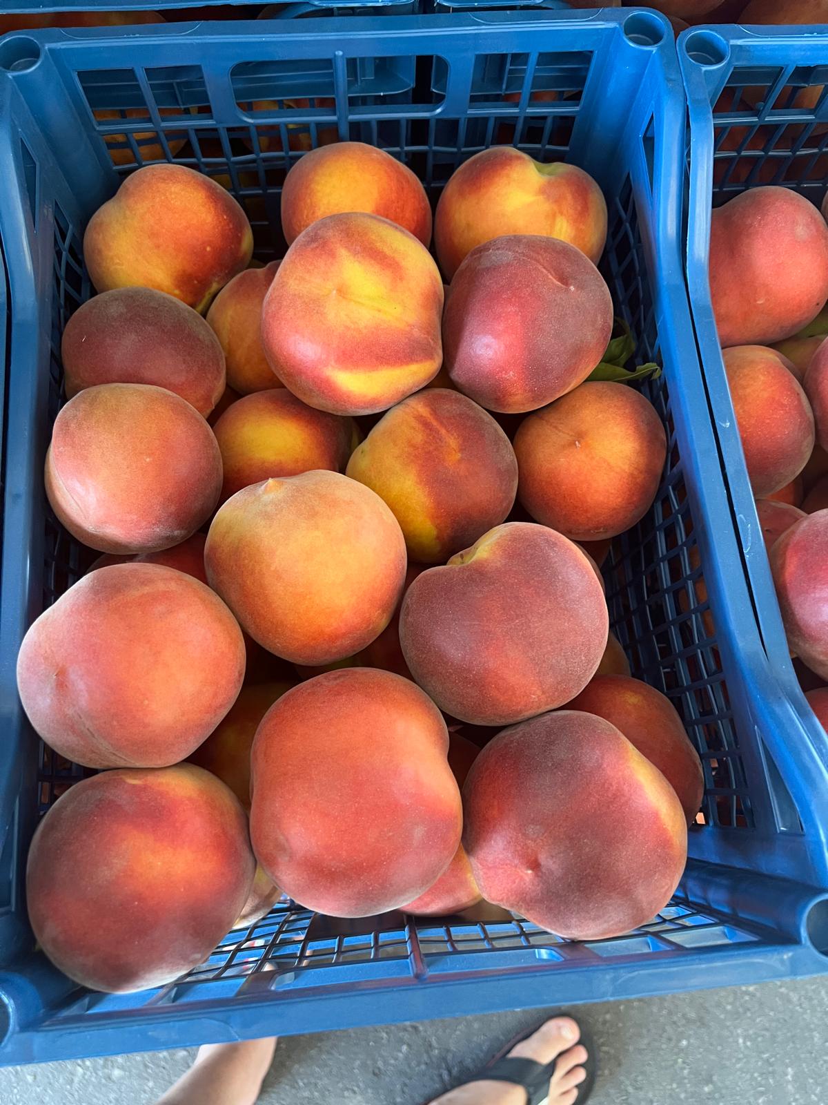 Greek peaches of large caliber for international buyers.