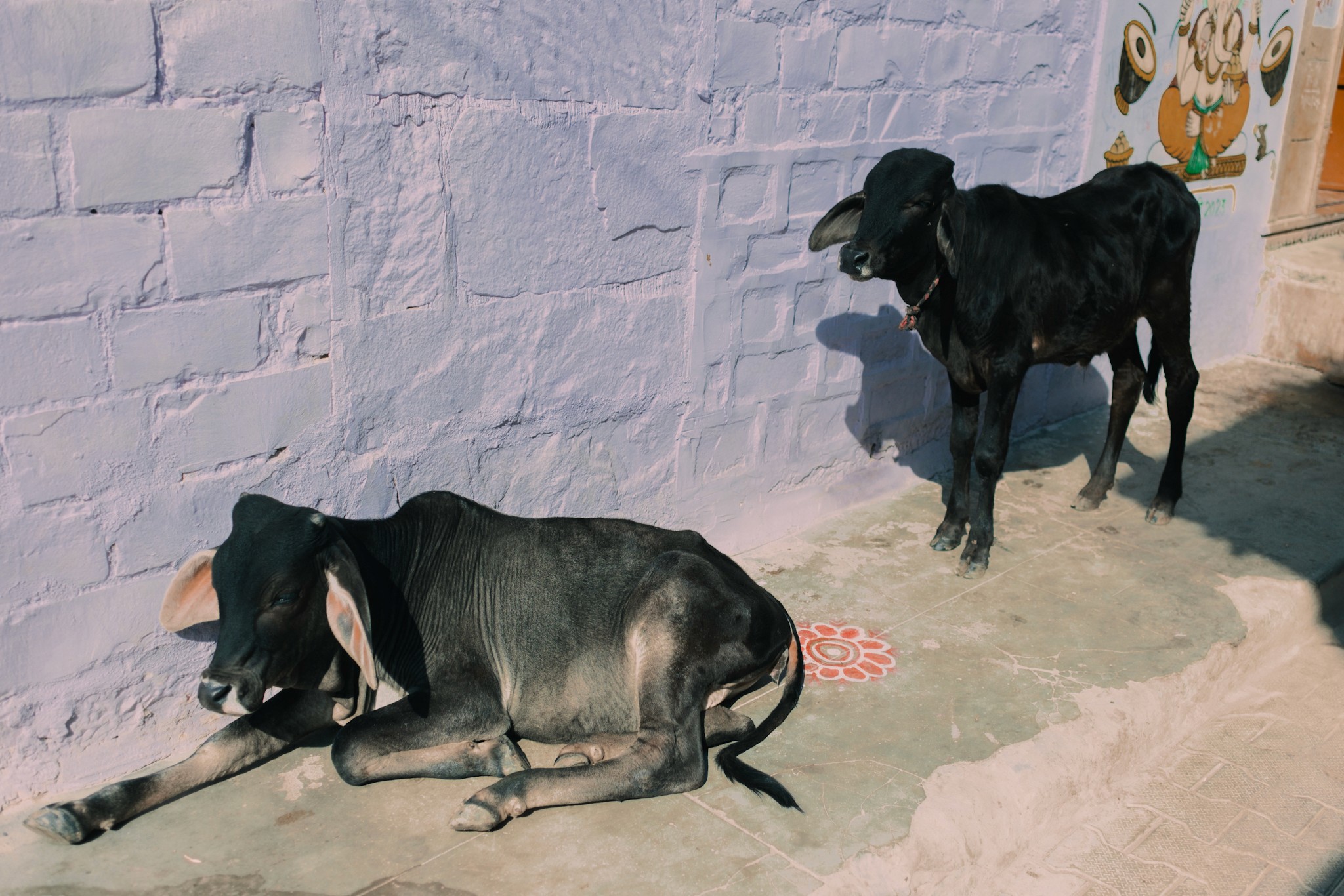 Cows from Jaisalmer