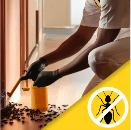 Insect Extermination