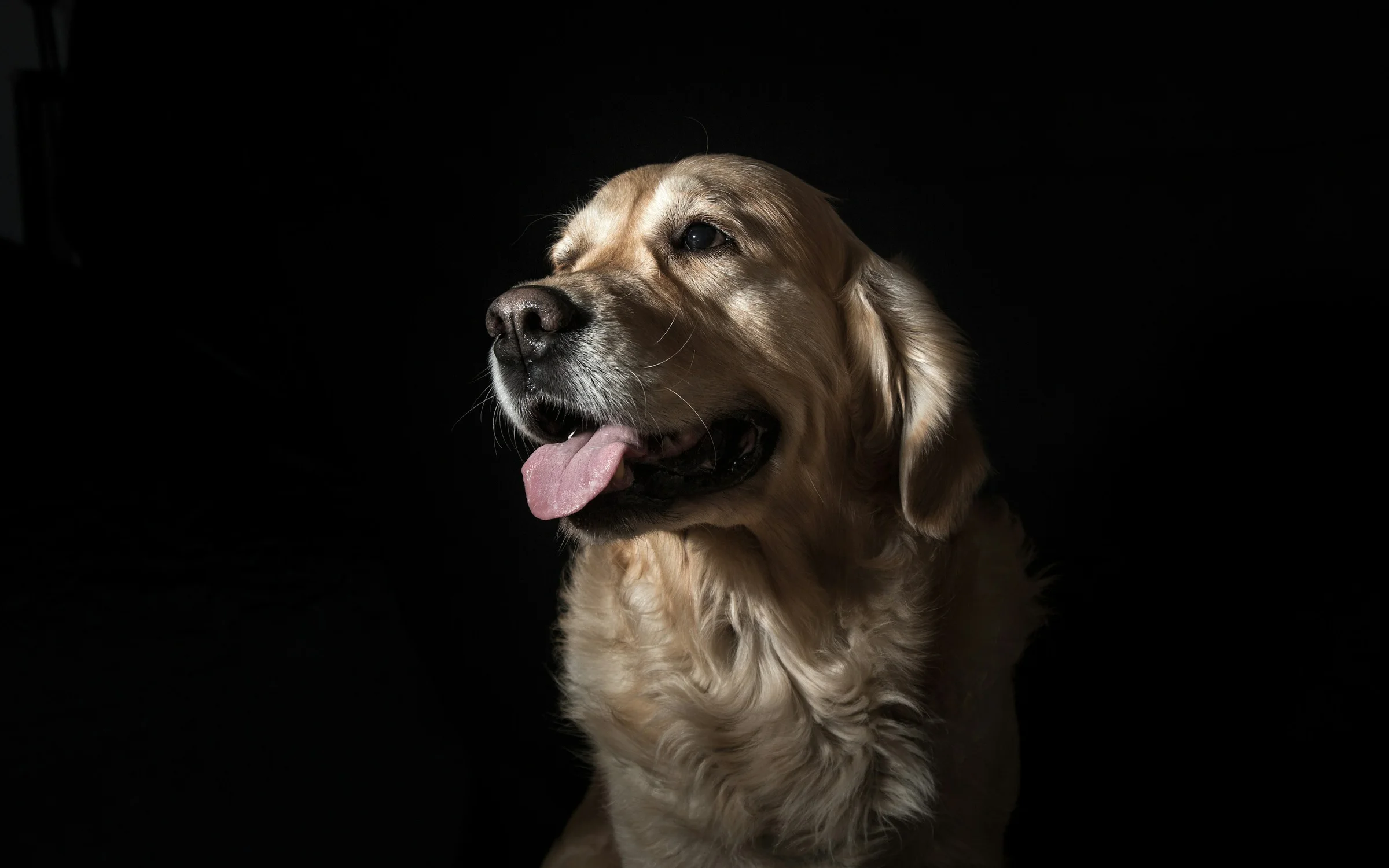 Veterinary industry: digital products by Alpha Expansion