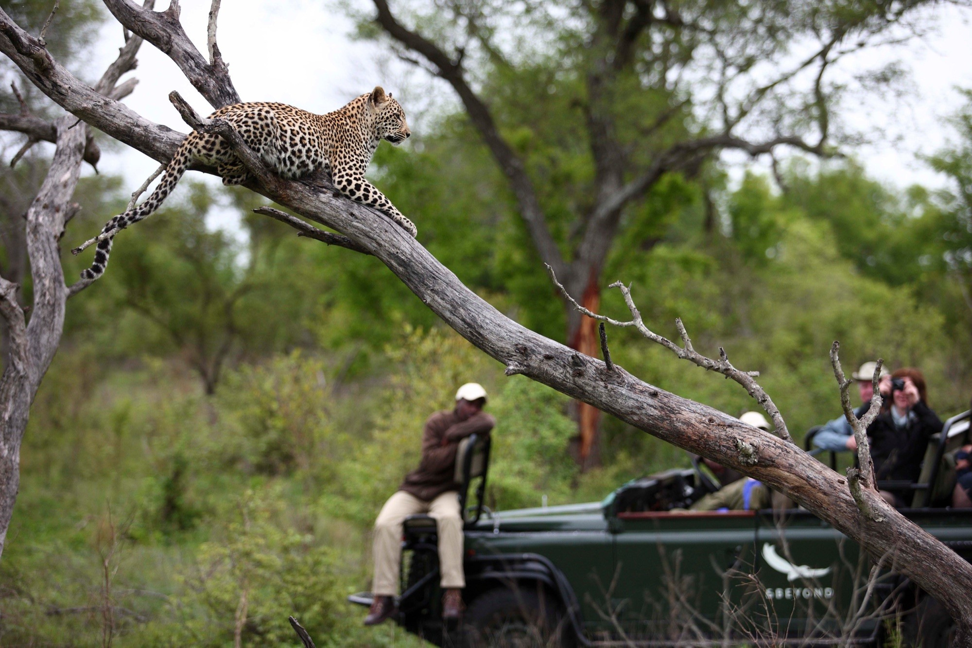 A leopard stretched along a dead branch above a safari vehicle, a tracker seated on the front