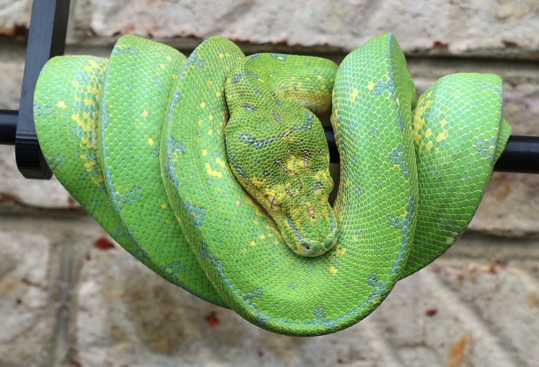Replace with specimen photo