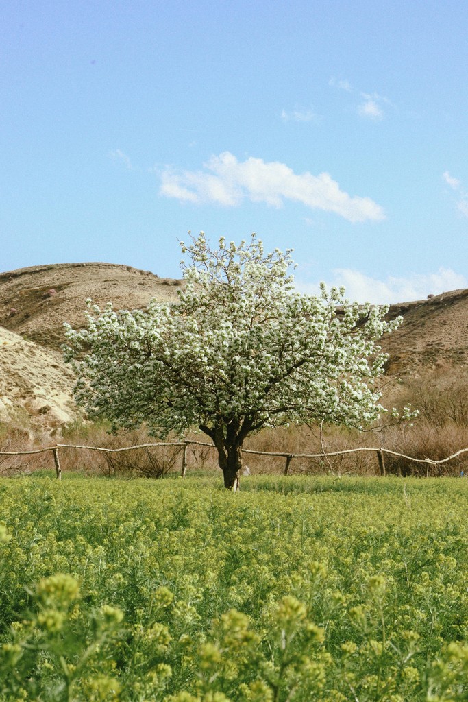 image of a lone tree