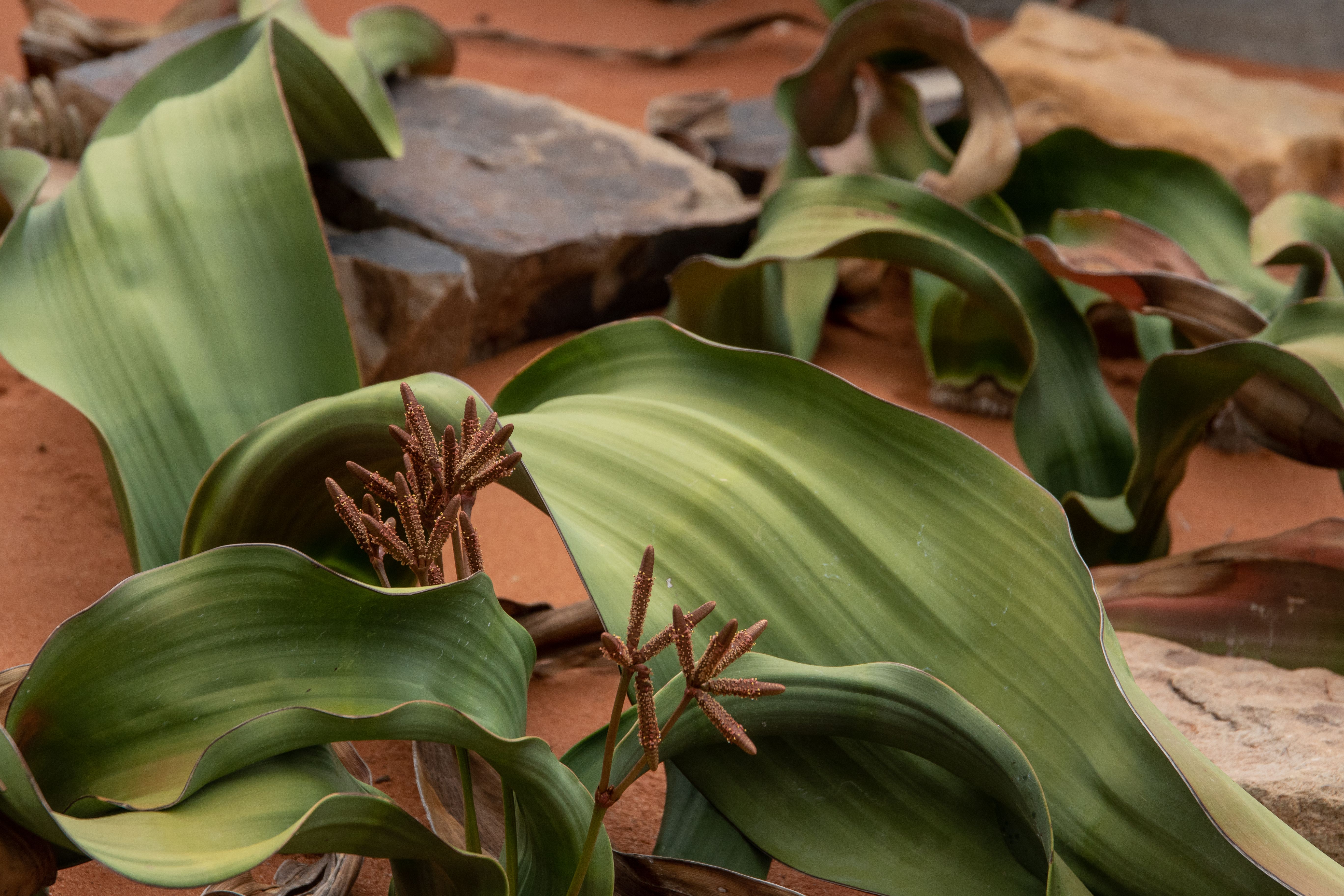 A welwitschia plant growing on the gravel plains of the Namib Desert
