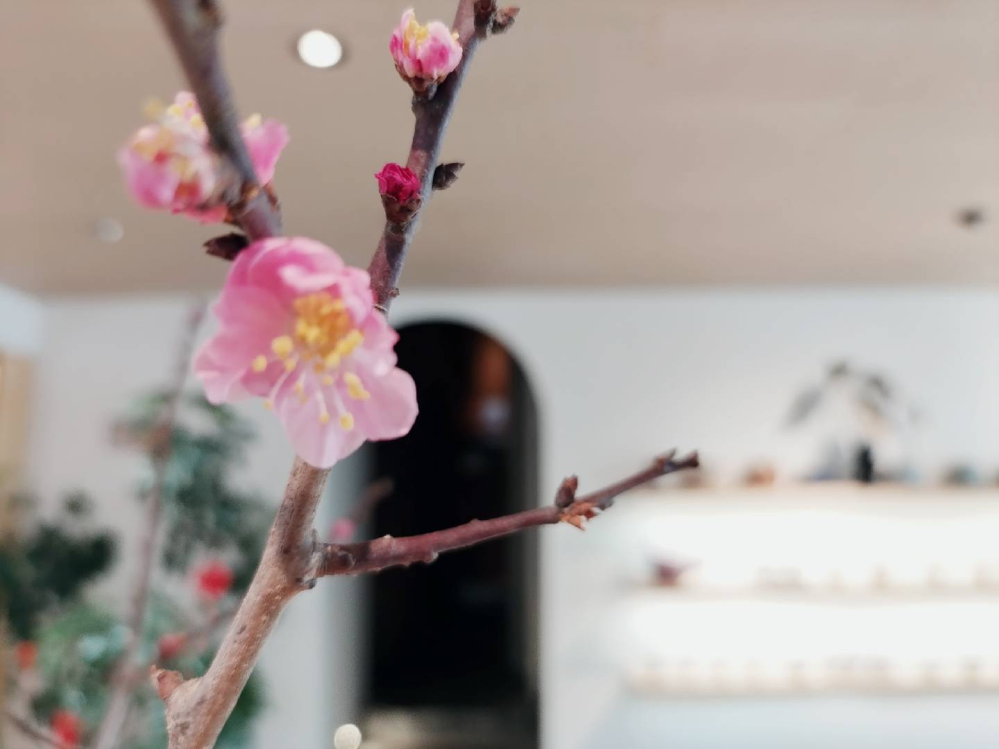 A flowering branch beside the courtyard