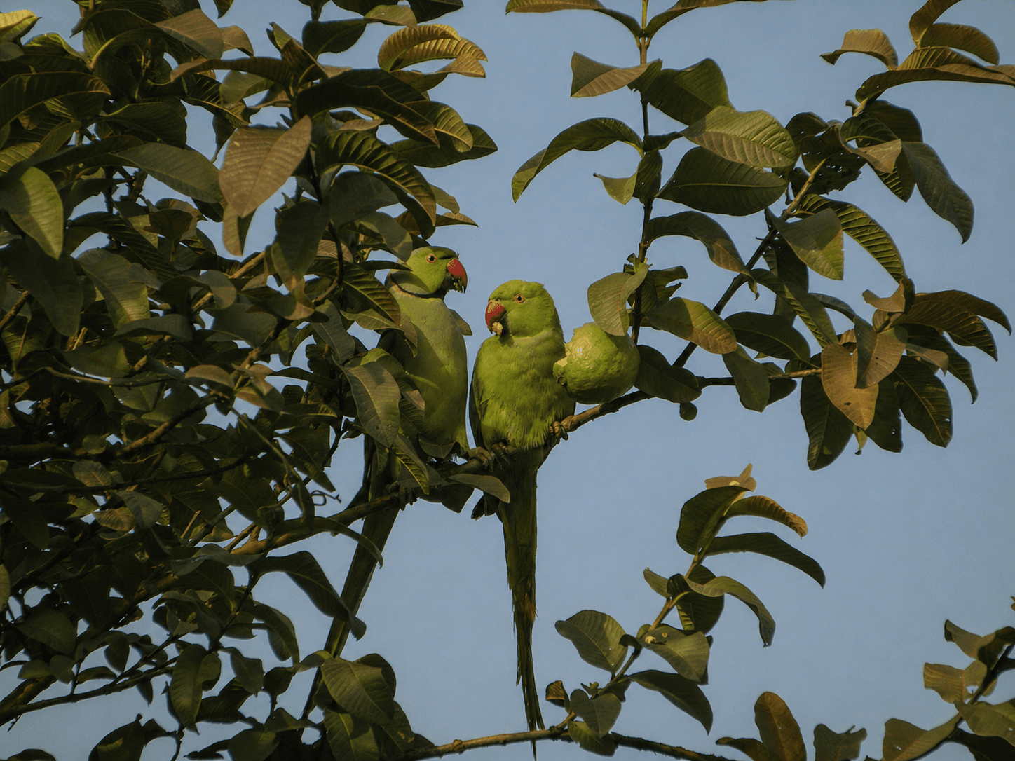 Green parakeets perched together among leafy branches.