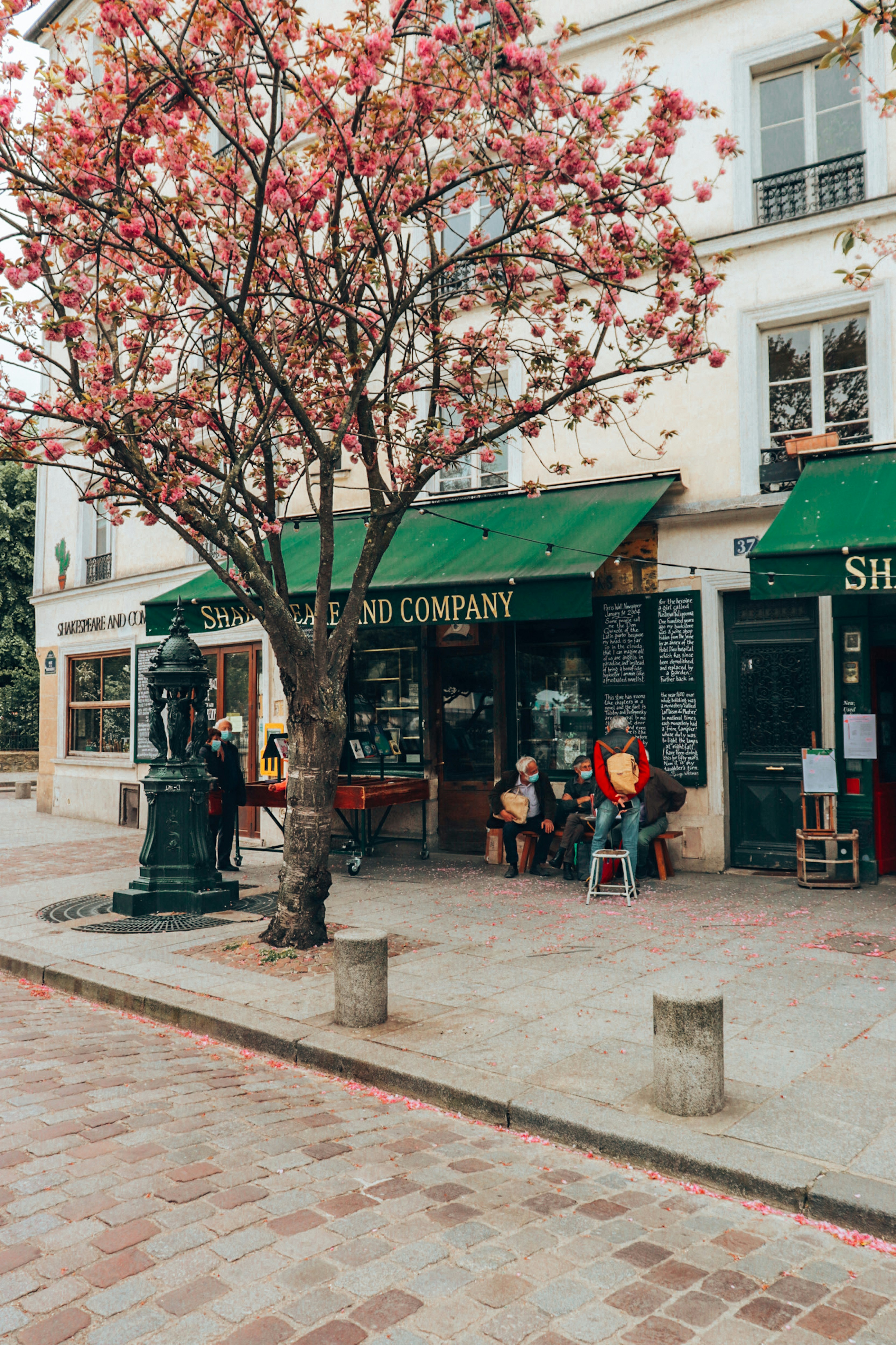 a tree with pink flowers in front of a store