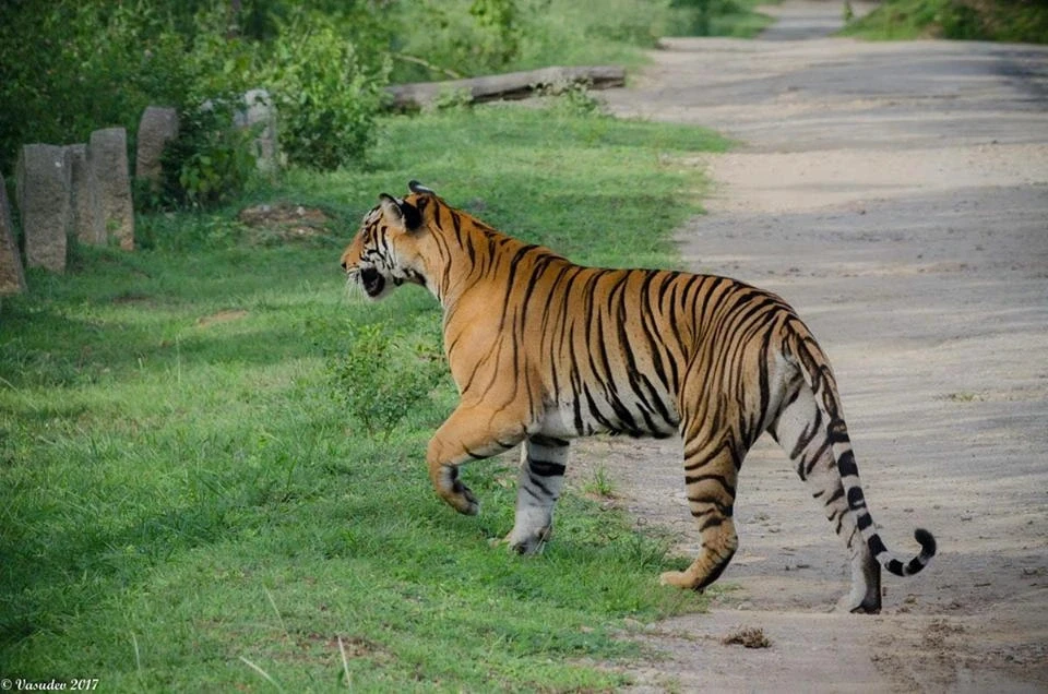 Tiger walking in Nagarhole National Park