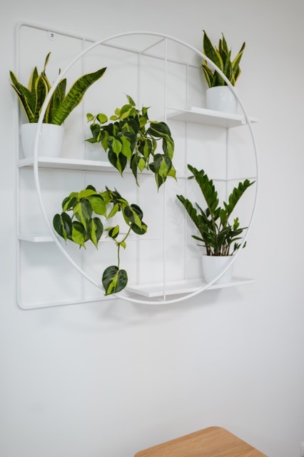 wielka roślina w korytarzu w biurowcu jednego z klientów