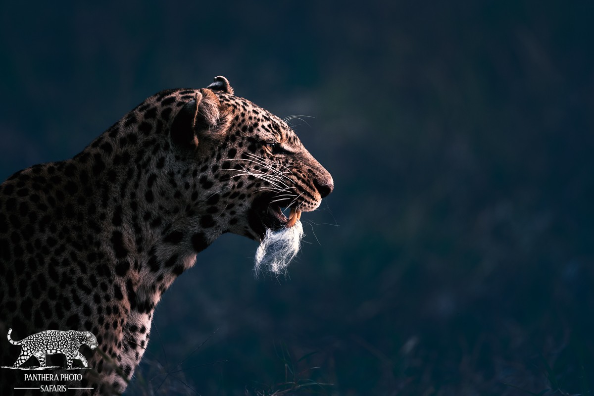 Best places in Africa to Photography Leopards | Panthera Photo Safaris