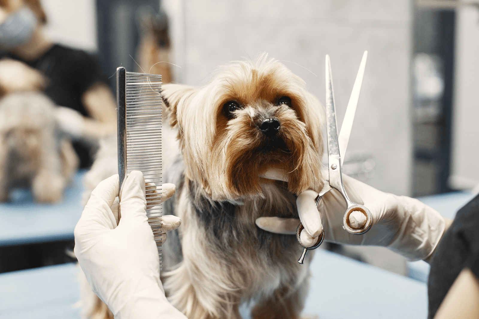 Groomer is trimming a small dog's hair with scissors.