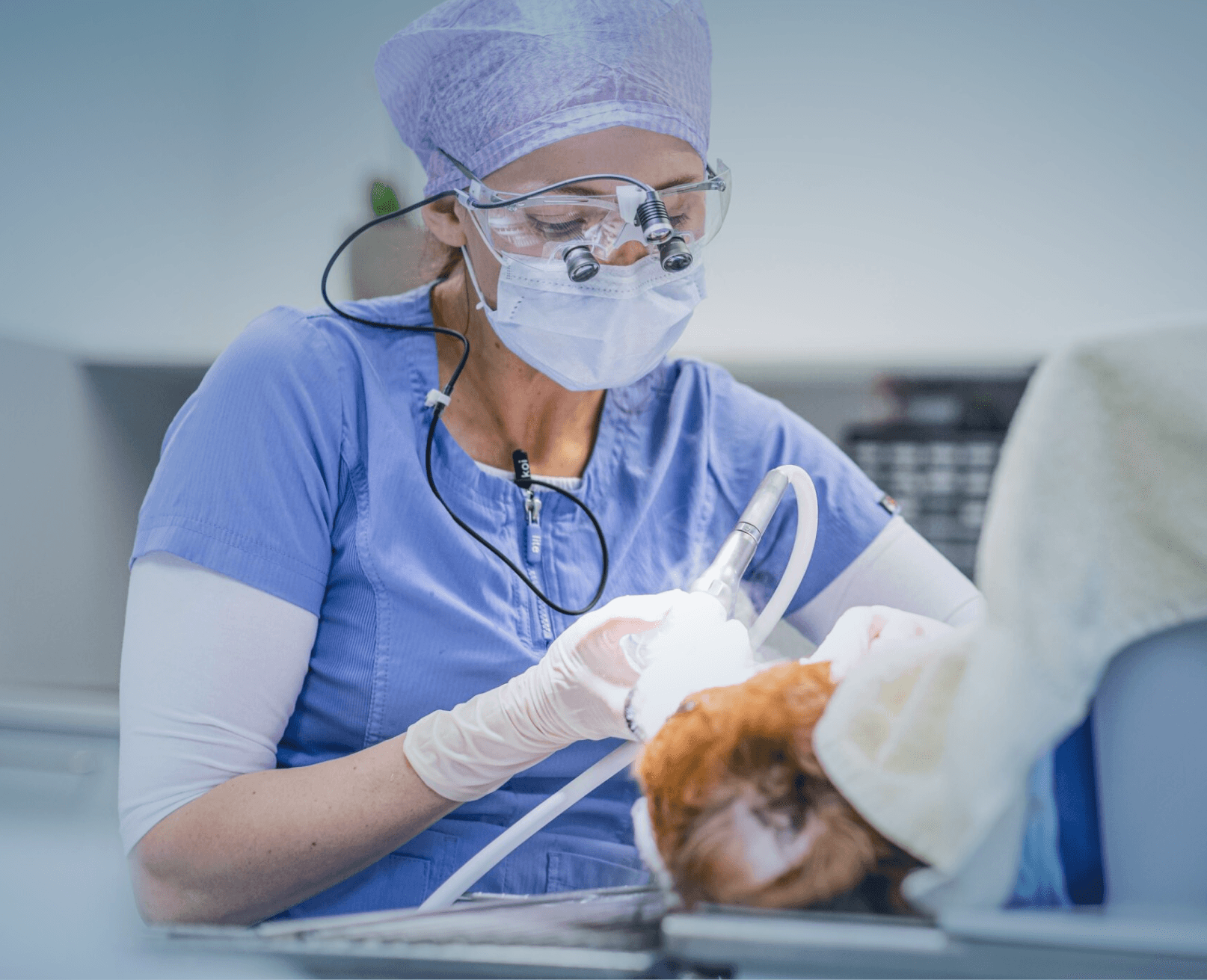 Dr. Eva Gasymova führt eine veterinärmedizinische Zahnoperation durch.