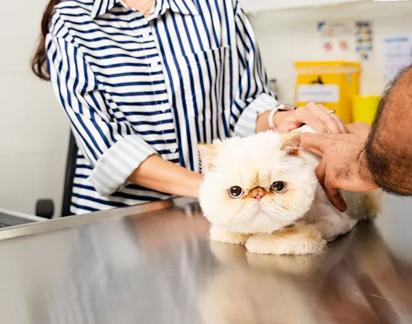 A Persian Cat is being checked by our expert veterinarian while he explains the proper care to her owner