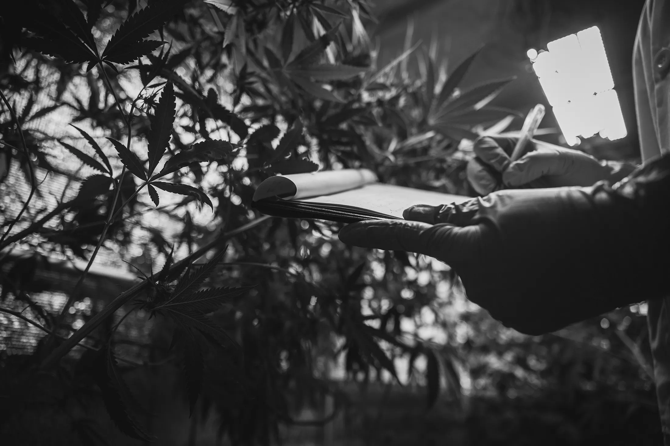 worker checks a list in a grow room