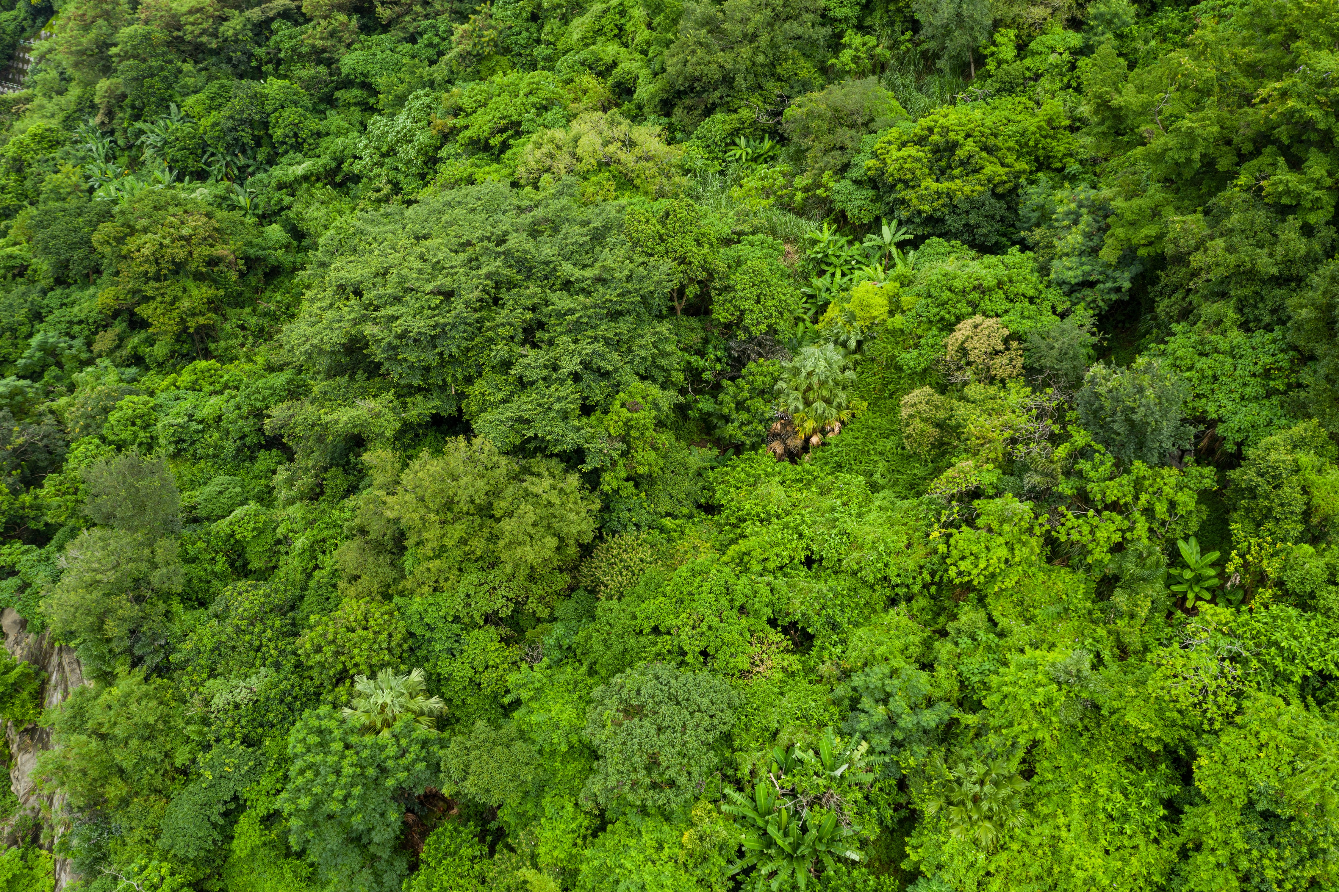 person holding brown and black seeds