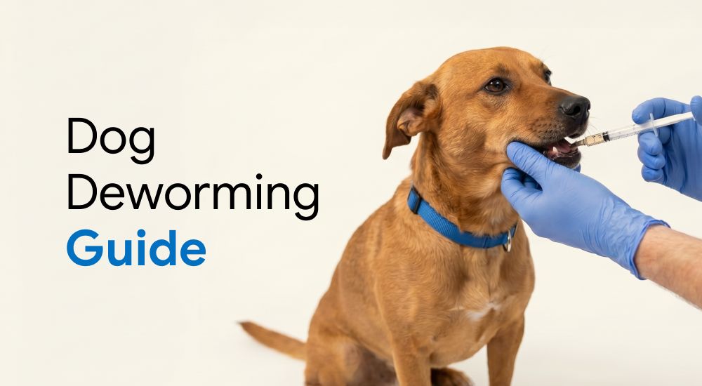 A dog is being calm while receiving the deworming medication from a vet.